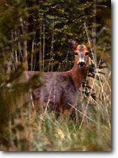 Red deer shooting, scotland